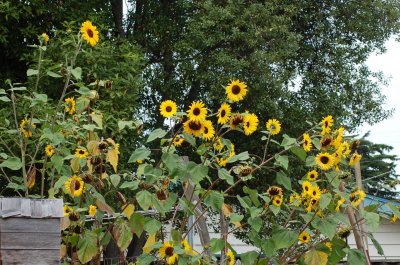 Sun Flowers Sept 2014