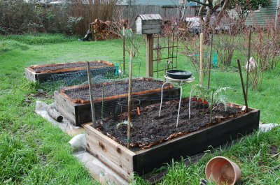 Garden Boxes 1