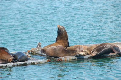 Crescent City Sea lions 