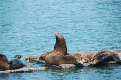 Crescent City Sea lions