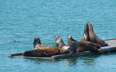 Crescent City Sea lions