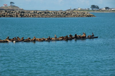 Crescent City Harbor