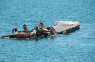 Crescent City Sea lions