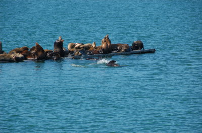 Crescent City Sea lions