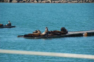 Crescent City Sea lions
