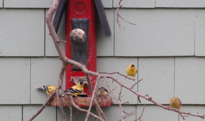 Finches at feeder