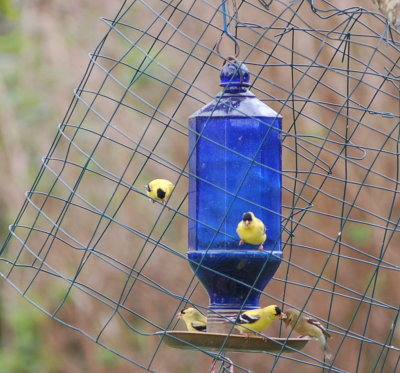 Finches at feeder #2