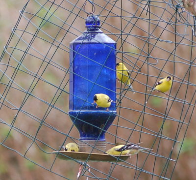 Finches at feeder #2