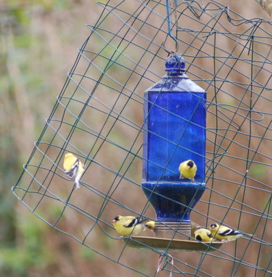 Finches at feeder #2