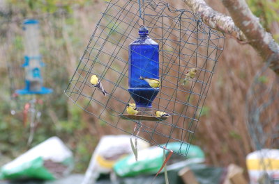 Finches at feeder #2