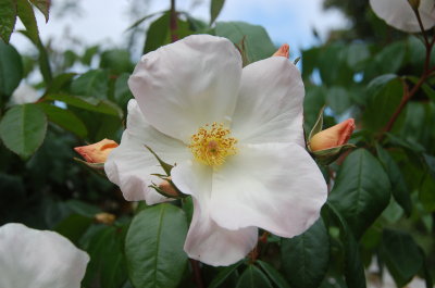 Sally Holmes Rose