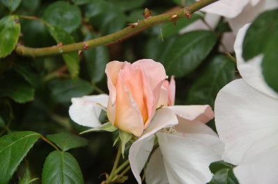 Sally bud