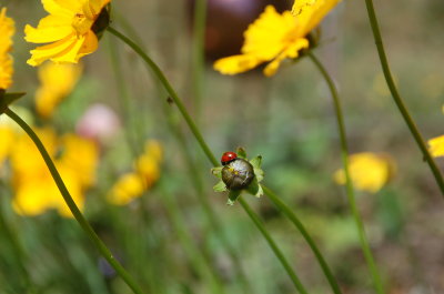 Busy Ladybug