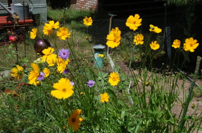More Jackie's flowers