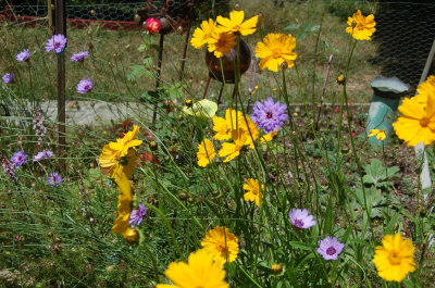Jackie's flowers