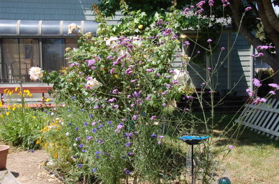 Flowers and back of house