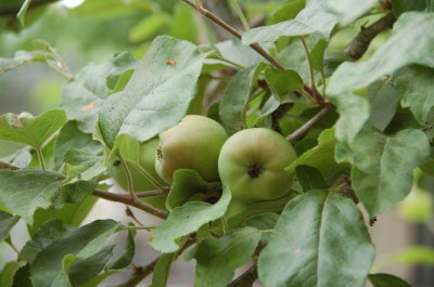 Little green apples