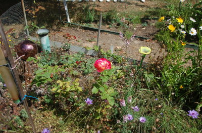 August flowers