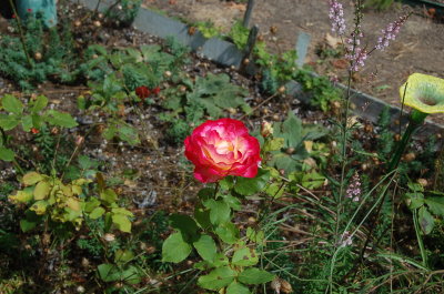 August flowers