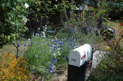 August flowers