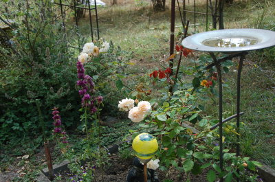 August flowers