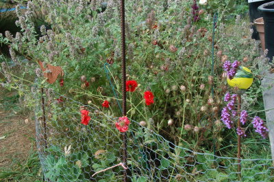 August flowers