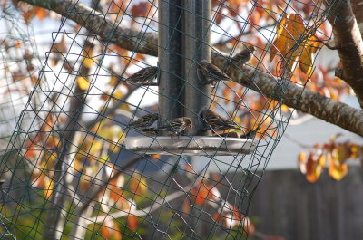 Pine Siskin 12.2015