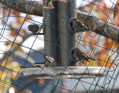 Pine Siskin 12.2015