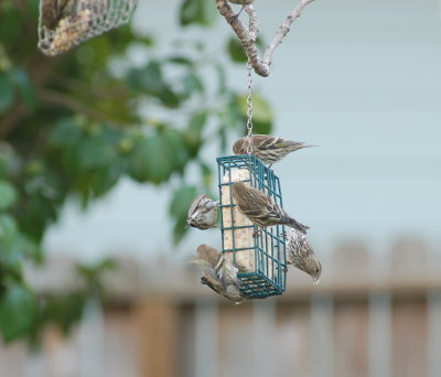 Pine Siskin 12.2015