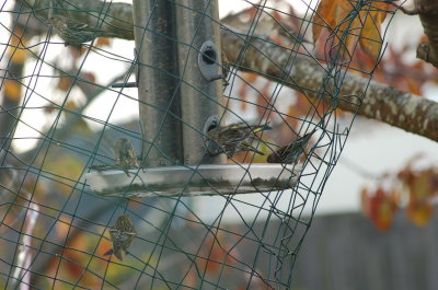 Pine Siskin 12.2015