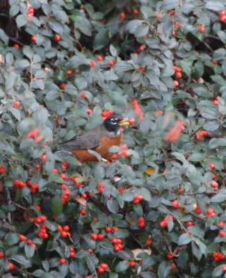 and a robin in a berry bush