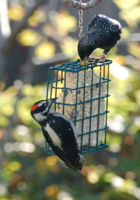 Downey and Starling
