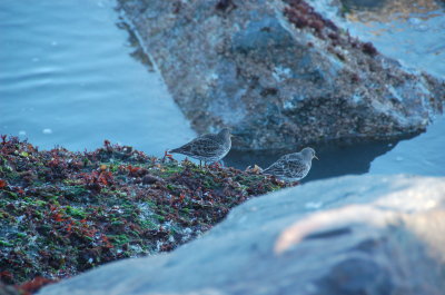 1.1.2016 - Humboldt Bay North Jetty
