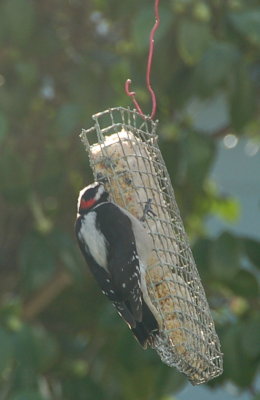 Suet snack Jan 7 2016