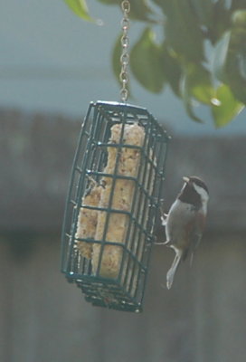 Suet snack Jan 7 2016