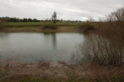 Lazy J pond