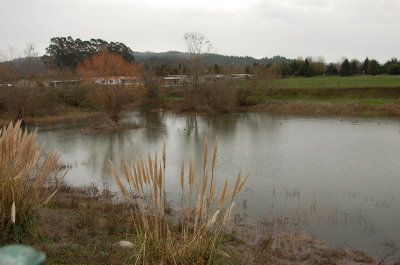 Lazy J pond