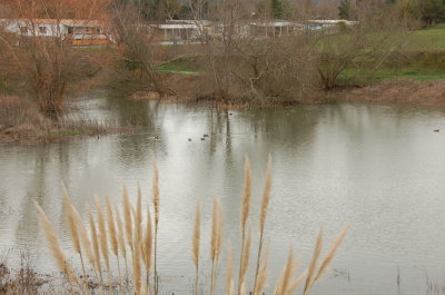 Lazy J pond