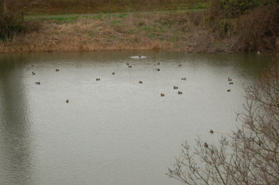 Lazy J pond