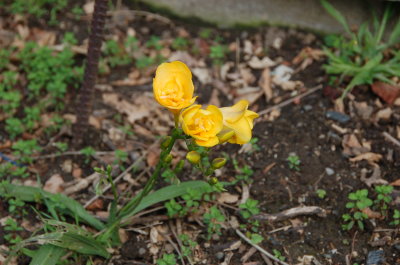 Flower