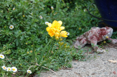 Flower