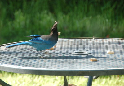 Jay and Peanuts