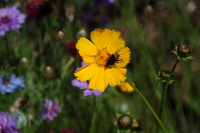 Bumble Bee