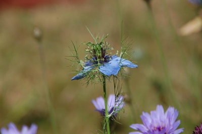 Nigella of single layer petals