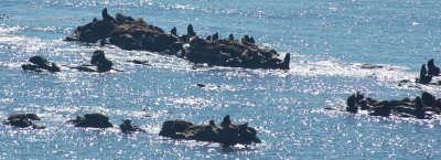 simpson's reef