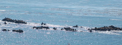 simpson's reef