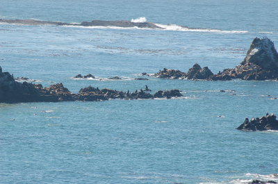 simpson's reef