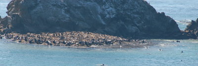 simpson's reef