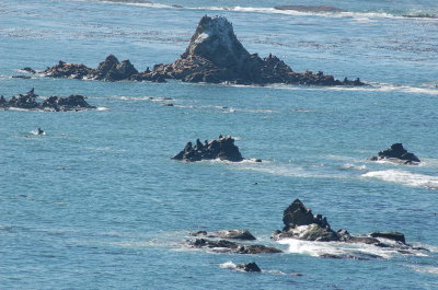 simpson's reef