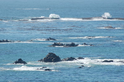 simpson's reef